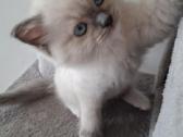 Ragdoll veislės kačiukai - nuotraukos Nr. 2