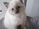 Ragdoll veislės kačiukai - nuotraukos Nr. 3