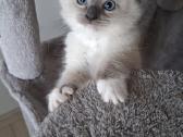 Ragdoll veislės kačiukai - nuotraukos Nr. 4