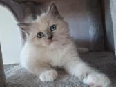 Ragdoll veislės kačiukai - nuotraukos Nr. 5