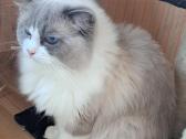 Ragdoll veislės kačiukai - nuotraukos Nr. 6