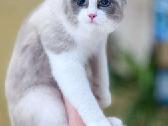 Ragdoll veislės kačiukai - nuotraukos Nr. 7