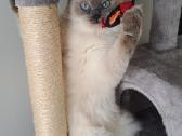 Ragdoll veislės kačiukai - nuotraukos Nr. 8