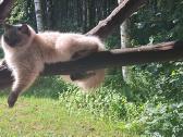 Ragdoll veislės kačiukai - nuotraukos Nr. 9