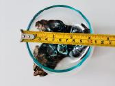 Nauja įspūdinga vienetinė vaza - nuotraukos Nr. 8