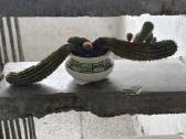 Kaktusai dovanoju / free cactuses - nuotraukos Nr. 4