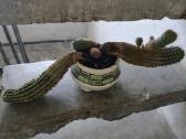 Kaktusai dovanoju / free cactuses - nuotraukos Nr. 5