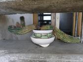 Kaktusai dovanoju / free cactuses - nuotraukos Nr. 6