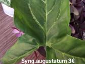Syngoniumai - nuotraukos Nr. 9