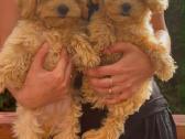 Maltipoo F1 - nuotraukos Nr. 2