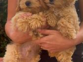 Maltipoo F1 - nuotraukos Nr. 3