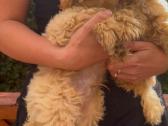 Maltipoo F1 - nuotraukos Nr. 4