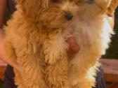 Maltipoo F1 - nuotraukos Nr. 5
