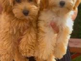 Maltipoo F1 - nuotraukos Nr. 6