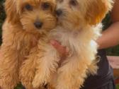 Maltipoo F1 - nuotraukos Nr. 7