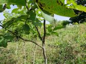 Rudeniui 2jų,3jų,4ių m.graikiniai riešutmedžiai. - nuotraukos Nr. 12