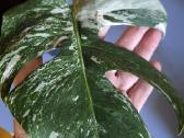 Monstera albo variegata - nuotraukos Nr. 2