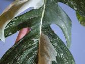 Monstera albo variegata - nuotraukos Nr. 3