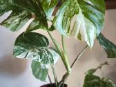 Monstera albo variegata - nuotraukos Nr. 5