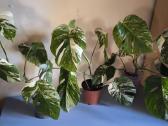 Monstera albo variegata - nuotraukos Nr. 6