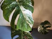 Monstera albo variegata - nuotraukos Nr. 7
