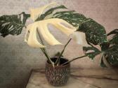 Monstera albo variegata - nuotraukos Nr. 8