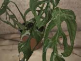 Monstera albo variegata - nuotraukos Nr. 9