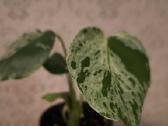 Monstera albo variegata - nuotraukos Nr. 10