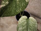 Monstera albo variegata - nuotraukos Nr. 11