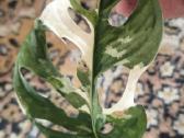 Monstera albo variegata - nuotraukos Nr. 12