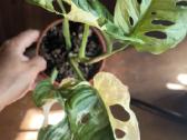 Monstera albo variegata - nuotraukos Nr. 13