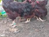 Parduodu juodu australorpu,kornisu juodai krastuot - nuotraukos Nr. 30