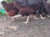 Parduodu juodu australorpu,kornisu juodai krastuot - nuotraukos Nr. 32