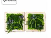 Samanų paveikslai ir dekoracijos, stabilizuotos - nuotraukos Nr. 23