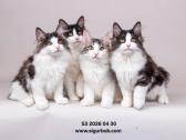 vada S3 2026 04 30 - nuotraukos Nr. 4