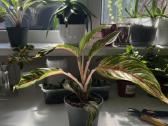 Aglaonema “siam aurora - nuotraukos Nr. 2