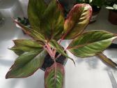Aglaonema 'Crete' - nuotraukos Nr. 2