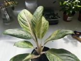 Aglaonema 'White Joy' - nuotraukos Nr. 2
