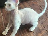 Devon Rex - nuotraukos Nr. 2