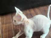 Devon Rex - nuotraukos Nr. 3