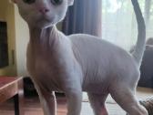 Devon Rex - nuotraukos Nr. 4