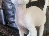 Devon Rex - nuotraukos Nr. 5