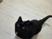 Ieškome mylinčių,atsakingų namų 11 metų katinui - nuotraukos Nr. 4