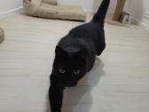 Ieškome mylinčių,atsakingų namų 11 metų katinui - nuotraukos Nr. 5