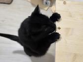 Ieškome mylinčių,atsakingų namų 11 metų katinui - nuotraukos Nr. 6