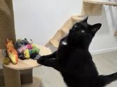 Ieškome mylinčių,atsakingų namų 11 metų katinui - nuotraukos Nr. 7