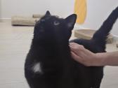 Ieškome mylinčių,atsakingų namų 11 metų katinui - nuotraukos Nr. 9