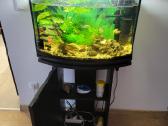 Parduodam akvariumą su spintele - nuotraukos Nr. 2