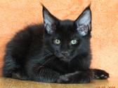 Meino meškėnų kačiukas Lenny - nuotraukos Nr. 2
