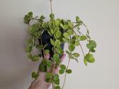 Peperomia hope - nuotraukos Nr. 2